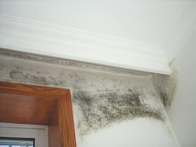 房间外墙持续渗水，导致墙面全部发霉，怎么解决？