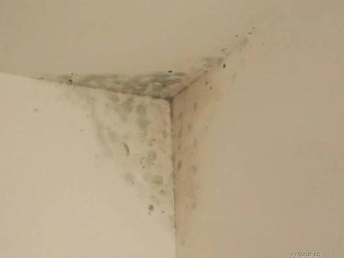 卫生间渗水到外墙发霉怎么处理？如何避免这样的情况发生？